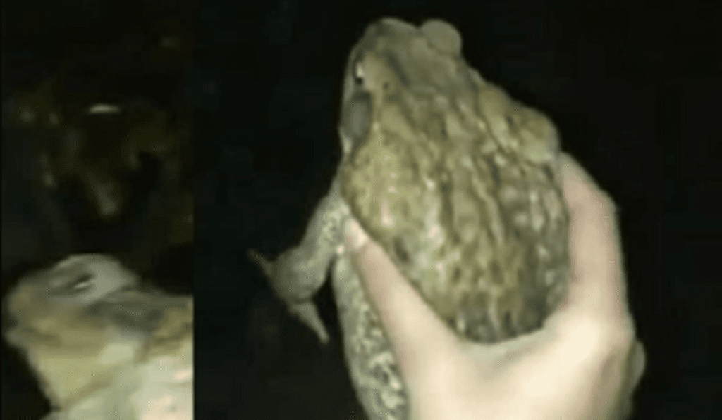 Viral Frog Video: Watch the Video Here